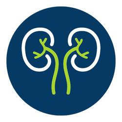 Kidneys