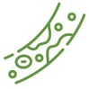 cholesterol_green